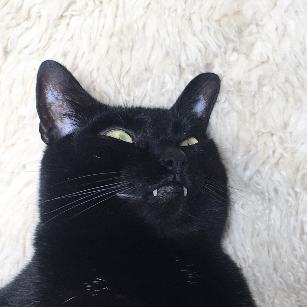 Meet your Posher, Posh